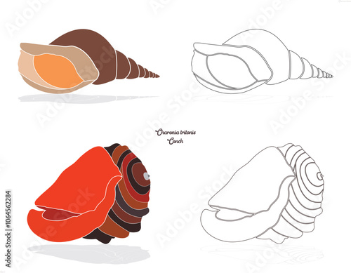 set of seashells,Charonia tritonis, Conch, Natural Sea Shell, Shell, shell, see food, animal, sea snail,.
