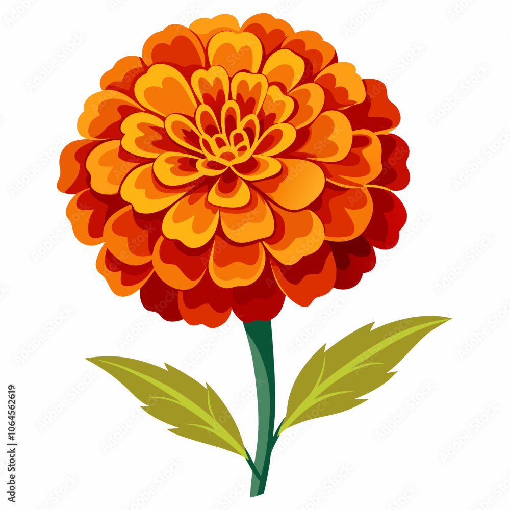 Marigold flower vector illustration on a white background Marigold flower vector illustration on a white background