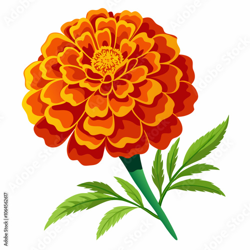 Marigold flower vector illustration on a white background