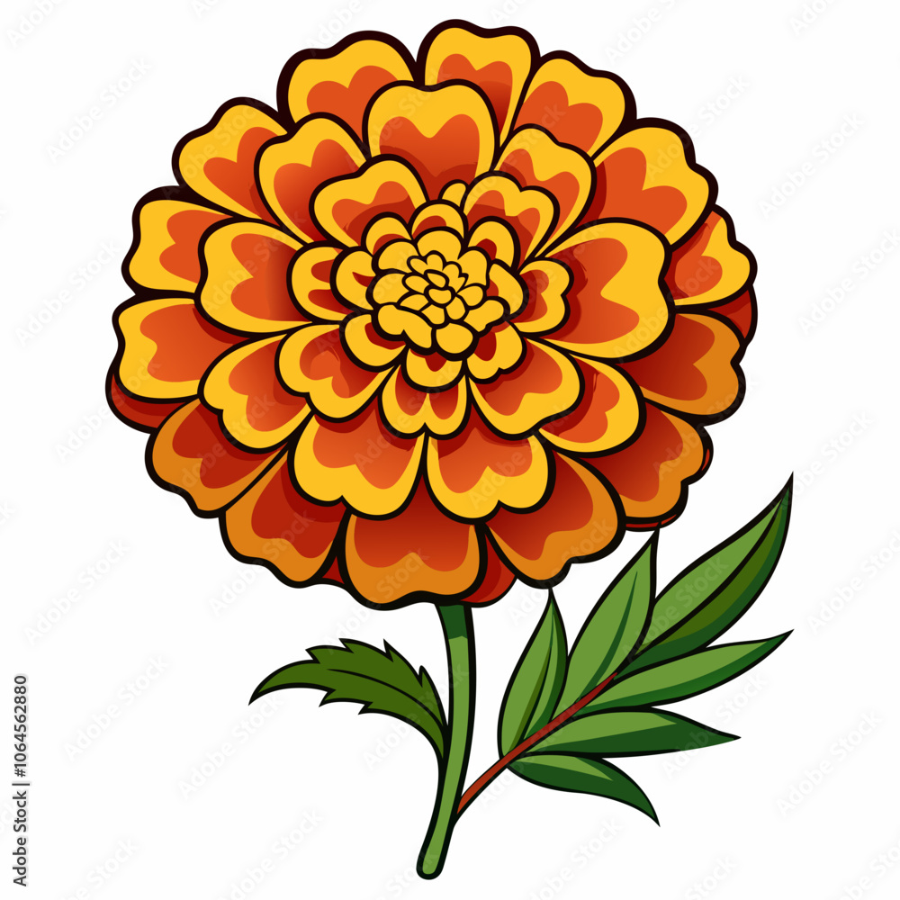 Marigold flower vector illustration on a white background Marigold flower vector illustration on a white background