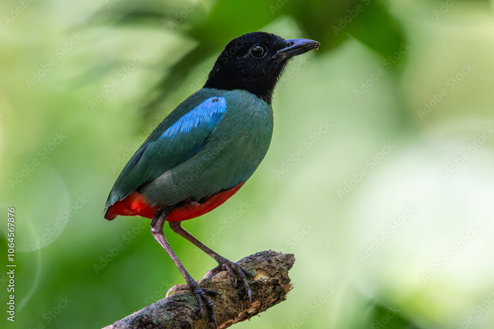 Nature Wildlife image of Borneo Hooded Pitta (Pitta sordida mulleri) on Rainforest jungle Nature Wildlife image of Borneo Hooded Pitta (Pitta sordida mulleri) on Rainforest jungle