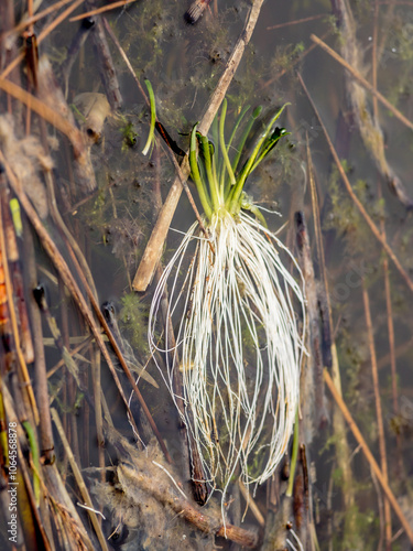 lobelia dortmanna, Dortmann's, cardinalflower, water lobelia, root system, young plant photo