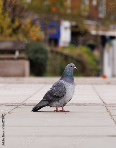pigeon in the city