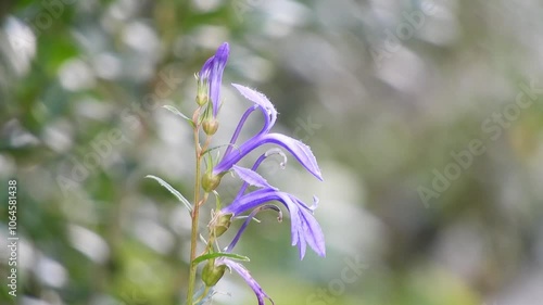 【山野草】サワギキョウ（沢桔梗）： Lobelia sessilifolia 240903-2 photo