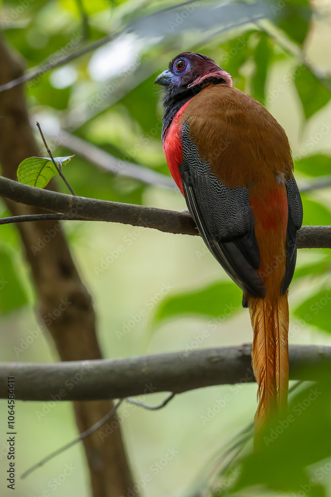 Nature wildlife image of Diard's trogon bird perching on tree branch. Nature wildlife image of Diard's trogon bird perching on tree branch.