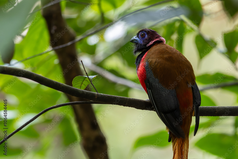 Nature wildlife image of Diard's trogon bird perching on tree branch. Nature wildlife image of Diard's trogon bird perching on tree branch.