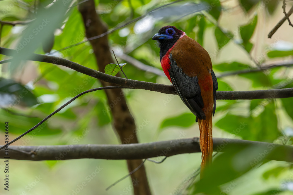 Nature wildlife image of Diard's trogon bird perching on tree branch. Nature wildlife image of Diard's trogon bird perching on tree branch.
