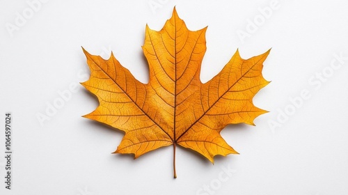 A photostock of an autumn maple leaf on a white background, vibrant and isolated.