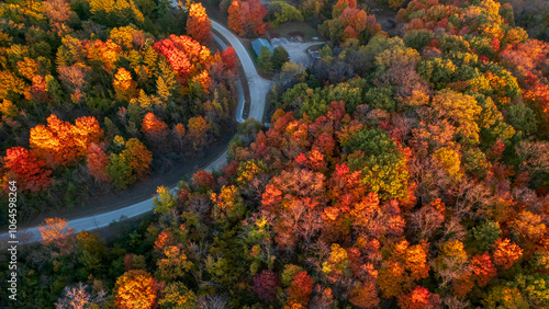 Aerial view of canopy of trees in autumn time, Maybury state park, Michigan.