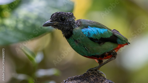 Nature Wildlife image of Borneo Hooded Pitta (Pitta sordida mulleri) on Rainforest jungle photo