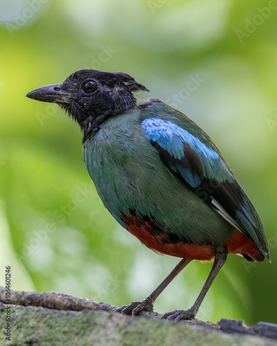 Nature Wildlife image of Borneo Hooded Pitta (Pitta sordida mulleri) on Rainforest jungle photo