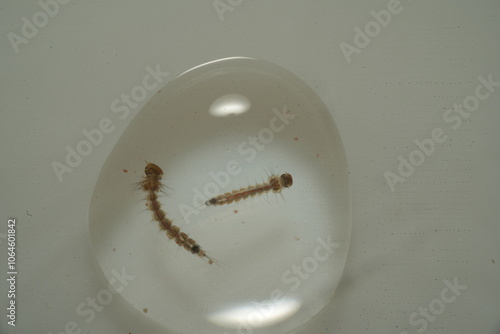 Mosquito larvae, often called 