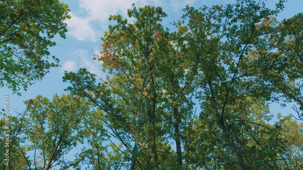 Obraz premium Beginning Of Autumn. Oak Tree Branch With Colorful Leaves Is Under Blue Sky In Autumn Season. Autumn Landscape.
