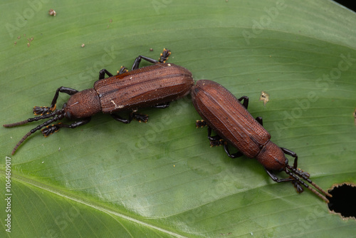 Amazing macro image of insect Hispine Beetle on green leaf photo