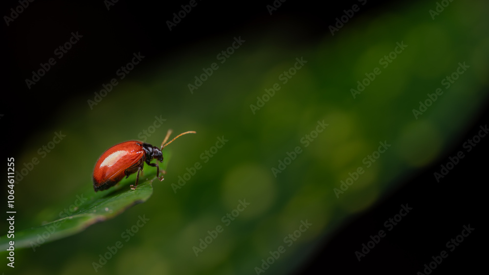 custom made wallpaper toronto digitalBeautiful red beetle on green leave isolated on black.