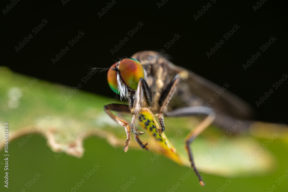 Robber Fly / Close-Up of the beautiful Robber Fly (selective Focus)