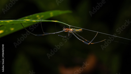 Nature wildlife image of golden orb-web spider on rainforest jungle photo