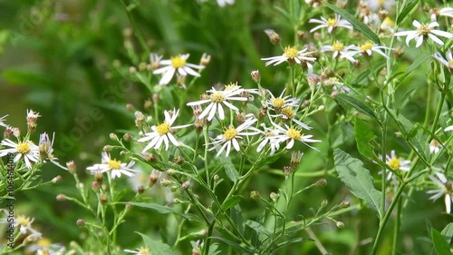 【山野草】ノコンギク（野紺菊）：Aster microcephalus var. ovatus　240903-2 photo