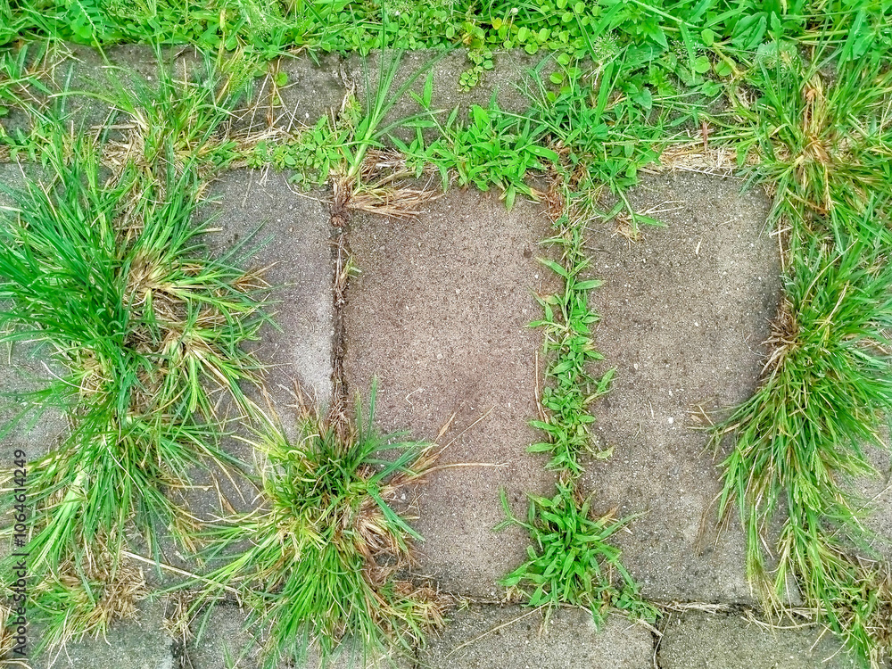 grass and stone in the garden grass and stone in the garden
