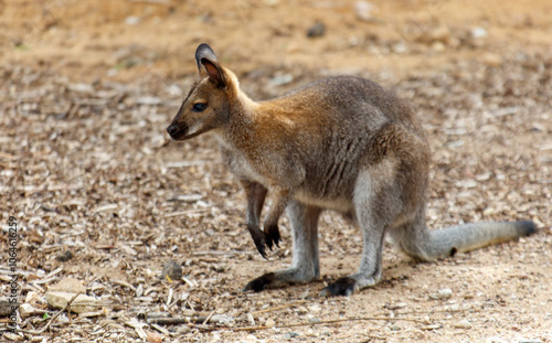 A kangaroo is walking on the ground photo