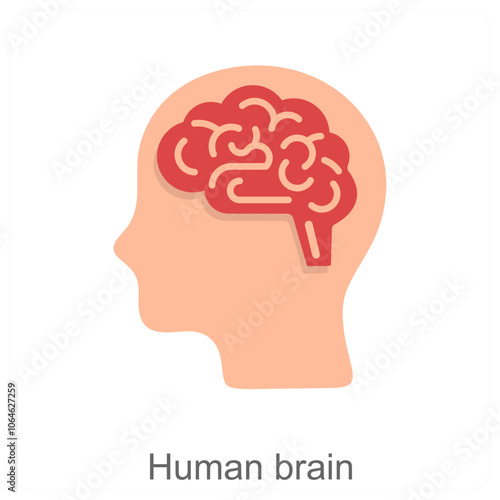 human brain