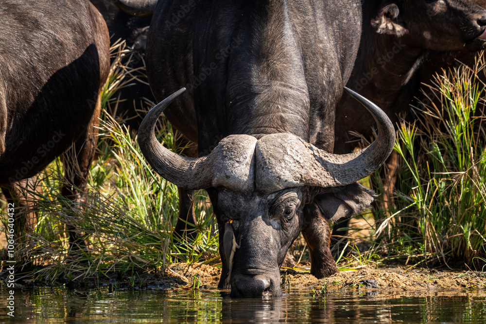 Obraz premium The African buffalo, Syncerus caffer, is a formidable herbivore native to the diverse landscapes of sub-Saharan Africa. These bovines, often referred to as Cape buffalo, Syncerus caffer caffer.