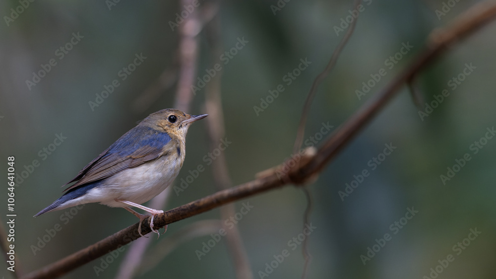 Siberian Blue Robin Blue birds found in Sabah, Borneo Siberian Blue Robin Blue birds found in Sabah, Borneo