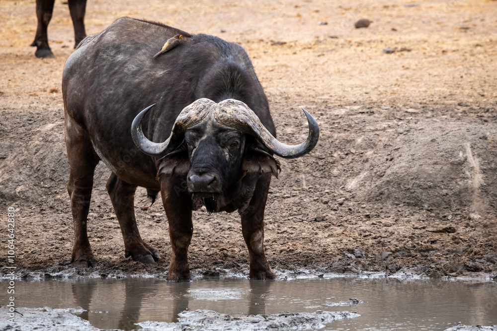 Fototapeta premium The African buffalo, Syncerus caffer, is a formidable herbivore native to the diverse landscapes of sub-Saharan Africa. These bovines, often referred to as Cape buffalo, Syncerus caffer caffer.