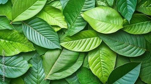 Detailed view of leaf textures in a fresh green environment, creating a simple yet elegant nature close-up