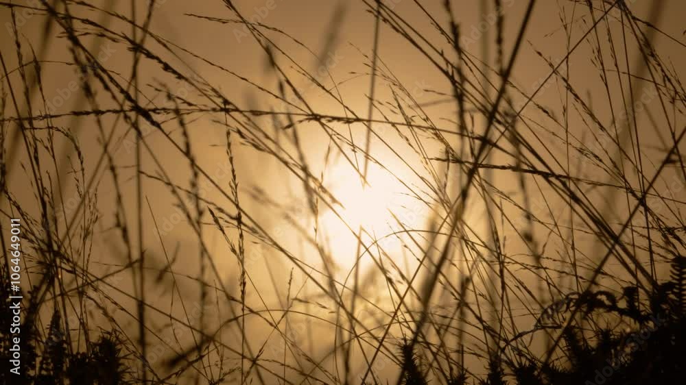 Long Grass Blowing in Slow Motion with Sun Flare Peering Through During Sunrise Over Exmoor England UK 4K Long Grass Blowing in Slow Motion with Sun Flare Peering Through During Sunrise Over Exmoor England UK 4K