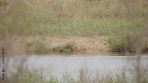 Rearview of lion dissapearing into tall grass, Kruger National Park in South Africa, slow motion photo