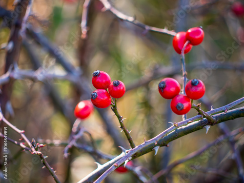 Red arrowroot is a beautiful and useful plant. It is known as wild rose. Its red fruits are known for their medicinal properties and contain a large amount of vitamin C. photo