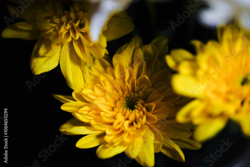 Wallpaper Mural Yellow chrysanthemum Close-up Photo on black background. Torontodigital.ca
