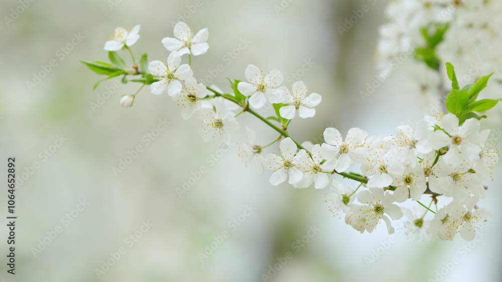 Obraz premium White plum tree flowers. White flowers sway in the wind. Slow motion.