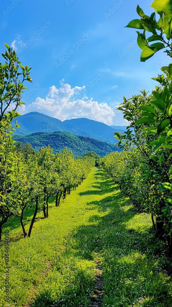 Fototapeta premium Serene Orchard Under Clear Blue Sky