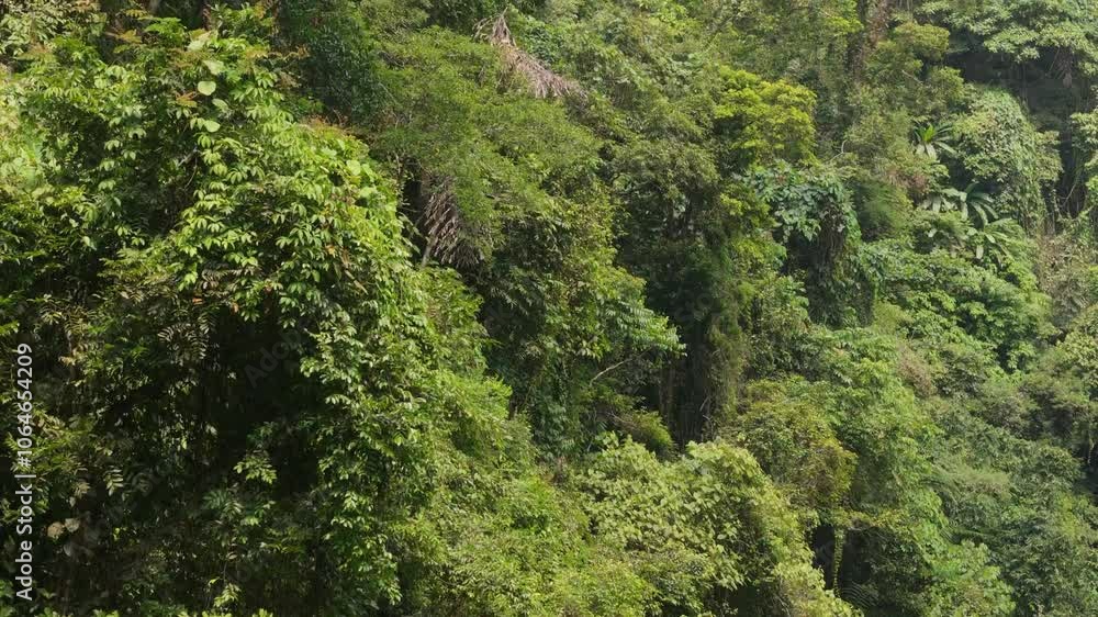 Vibrant tropical rainforest in Valencia, Negros Oriental, Philippines, filled with dense greenery, aerial ascend along tree canopy Vibrant tropical rainforest in Valencia, Negros Oriental, Philippines, filled with dense greenery, aerial ascend along tree canopy