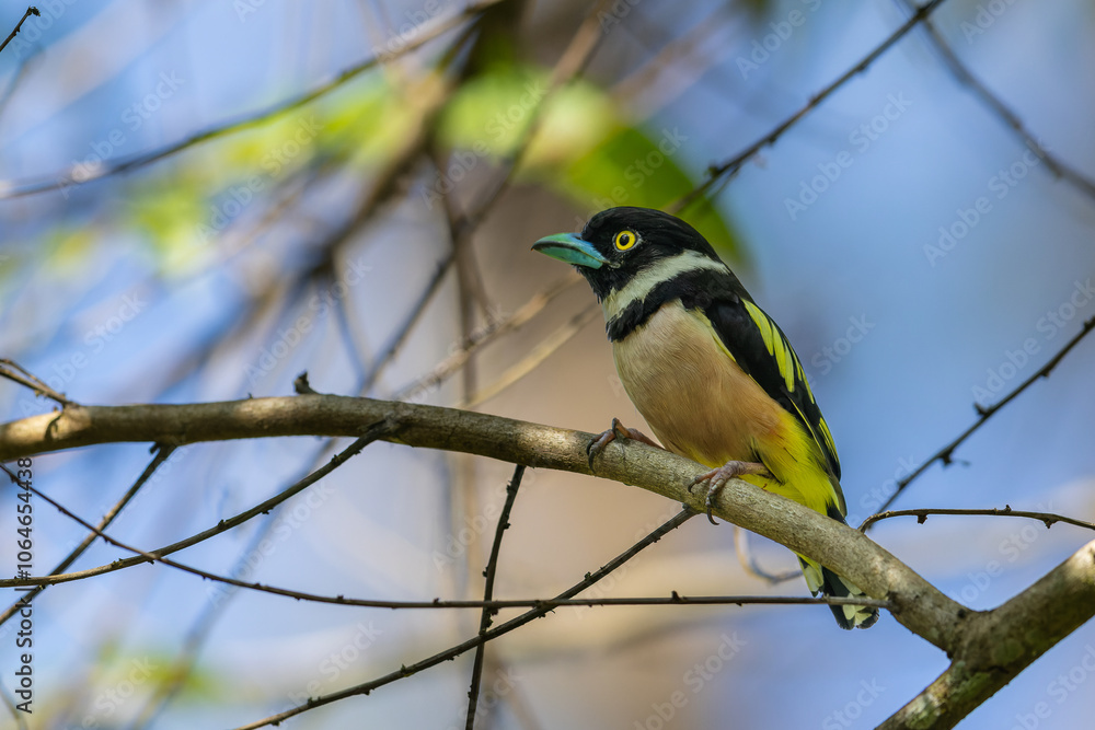 Cute bird of Black-and-yellow broadbill perching on tree branch