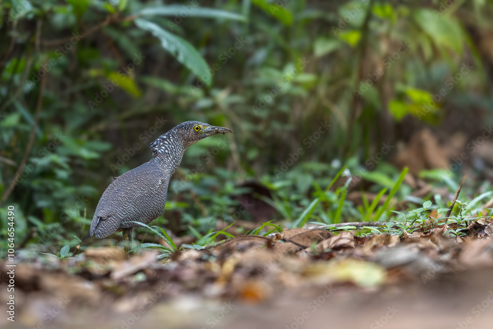 Nature wildlife of Malayan night heron bird shot at Sabah, Malaysia Nature wildlife of Malayan night heron bird shot at Sabah, Malaysia