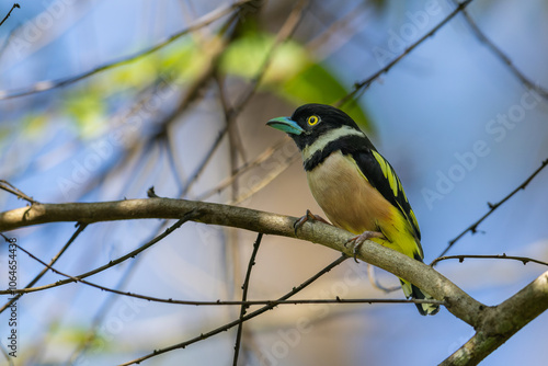 Cute bird of Black-and-yellow broadbill perching on tree branch