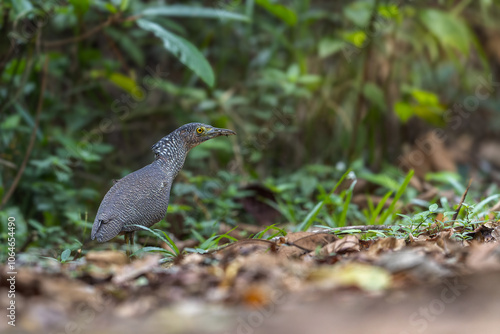 Nature wildlife of Malayan night heron bird shot at Sabah, Malaysia photo