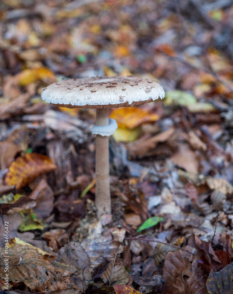 Macrolepiota procera is one of the most famous edible mushrooms in Slovakia. It is also one of the largest mushrooms growing in Slovakia, growing to a height of 30–40 cm. Macrolepiota procera is one of the most famous edible mushrooms in Slovakia. It is also one of the largest mushrooms growing in Slovakia, growing to a height of 30–40 cm.
