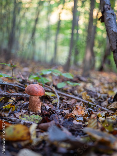 Cossack aspen grows from June to November, most often under aspens in the forest and outside the forest. It is an excellent edible mushroom.