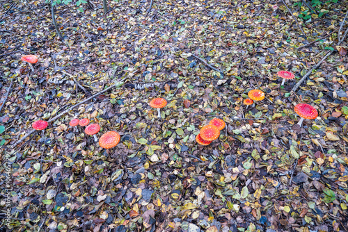 Red toadstool is one of the most beautiful mushrooms growing in forests.  Almost every child knows her, as she often appears in story books. Too bad it's poisonous. photo