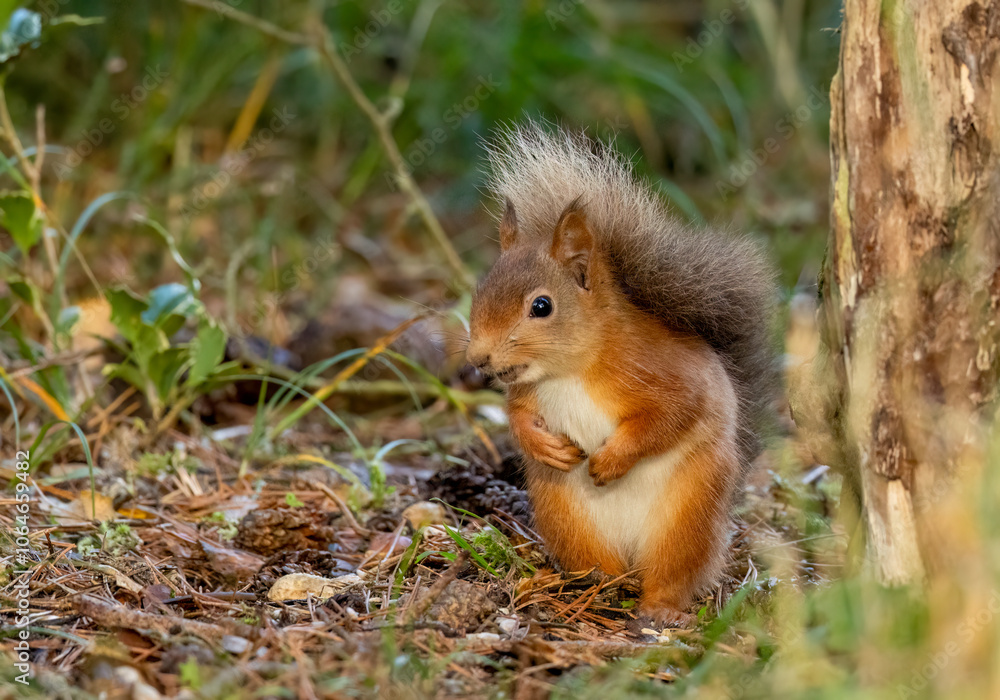 Fototapeta premium Curious little scottish red squirrel in the woodland