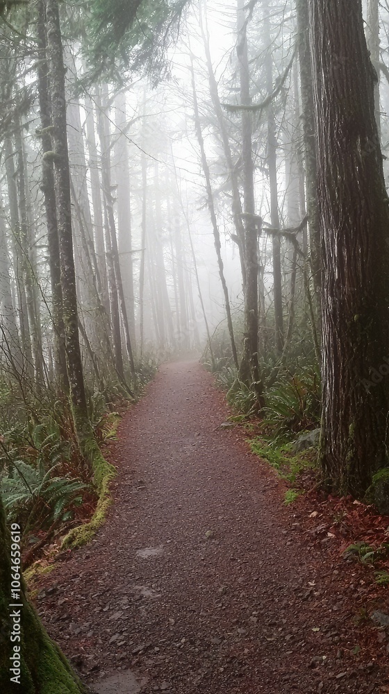Fototapeta premium Misty Forest Path Shrouded in Fog