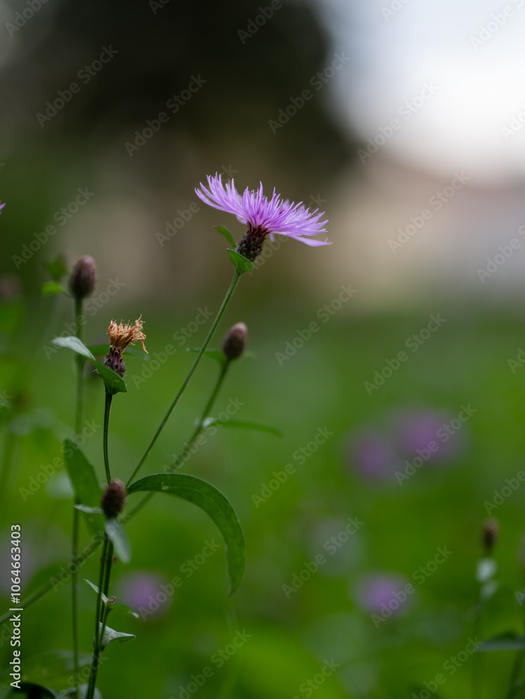 Centaurea phrygia, commonly called wig knapweed, is a species of Centaurea. Centaurea phrygia, commonly called wig knapweed, is a species of Centaurea.