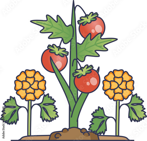 Tomatoes and marigolds intercropped, illustrating companion planting benefits.