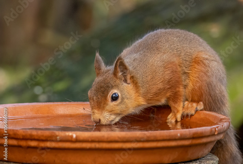 Close up of a thirsty little scottish red squirrel having a drink of water