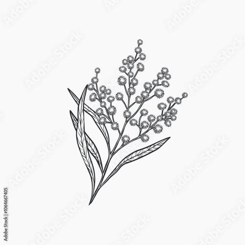 Hand drawn wattle tree branch illustration. Australian native plant	