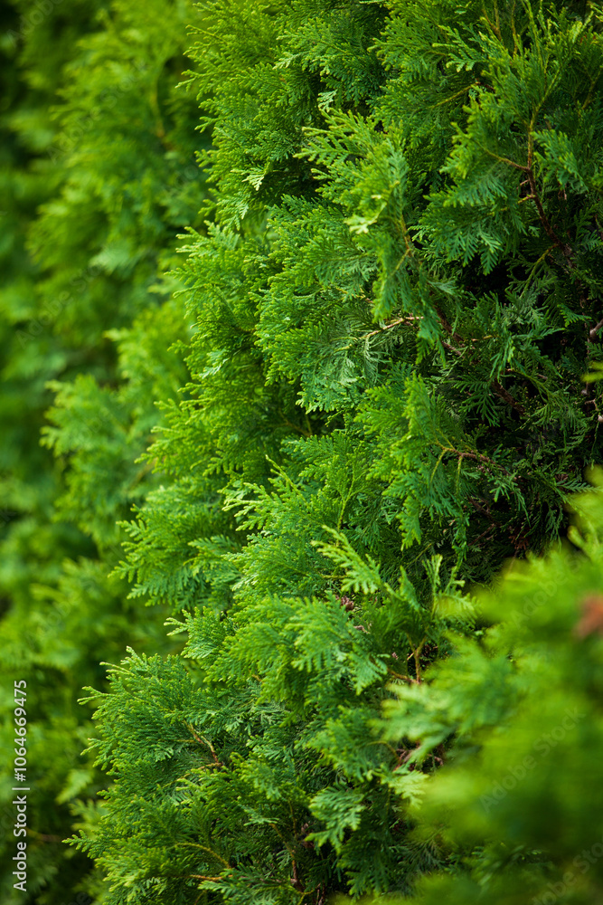 Close up of lush green foliage of a Western Red Cedar. Close up of lush green foliage of a Western Red Cedar.
